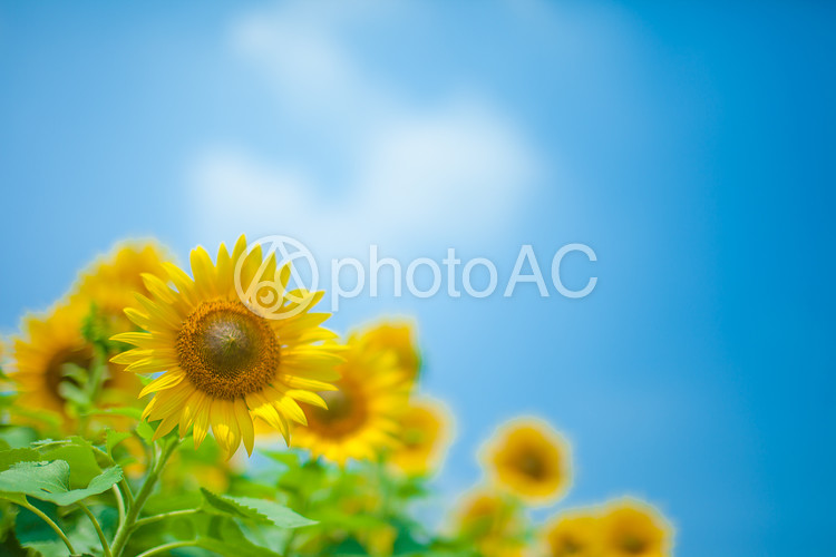 9bc4018f64a4d8a3a23f06a698ee05ab_w